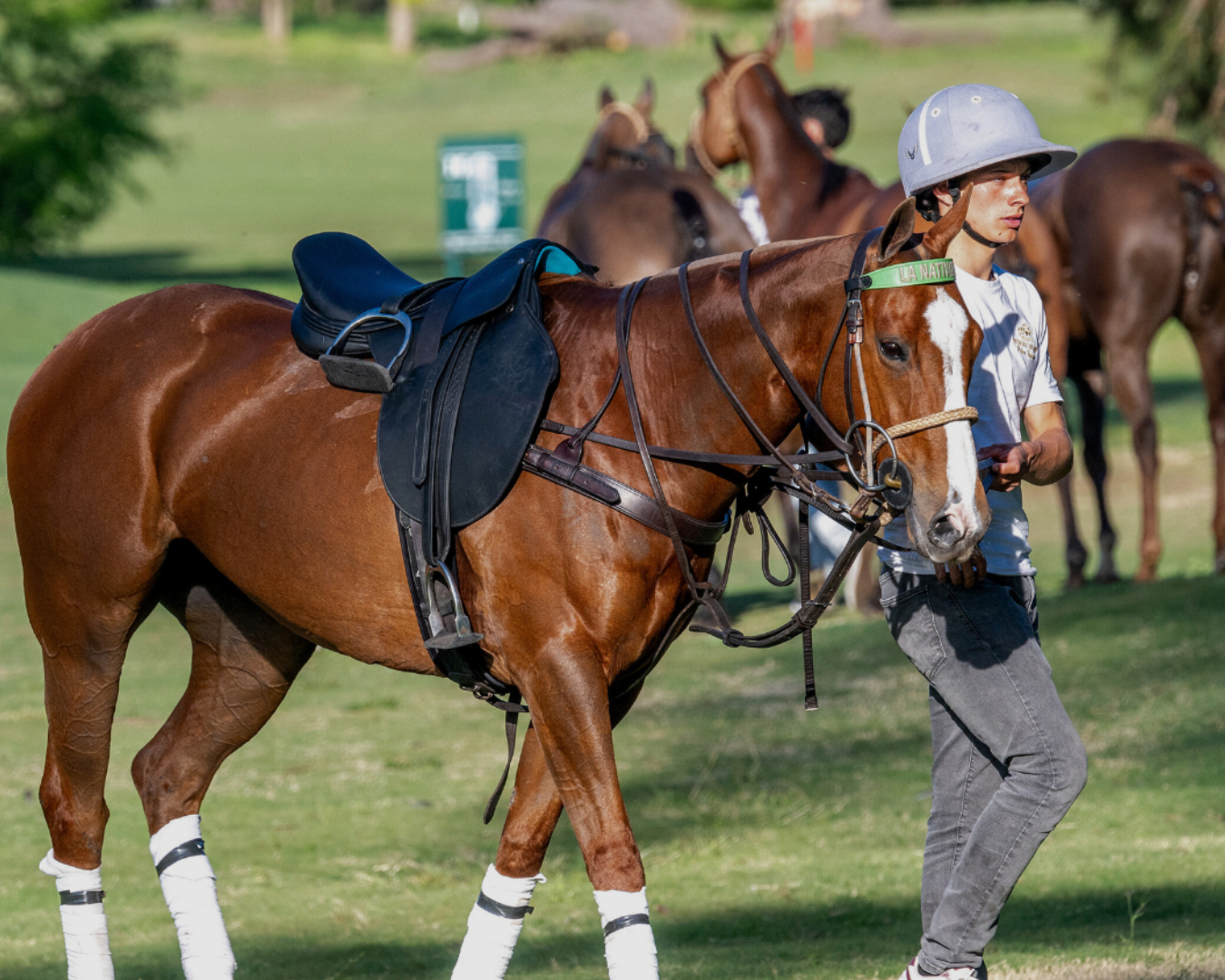 The Evolution of the Polo Horse: Speed, Agility, and Legacy
